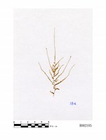 藏品(細葉懸苔)的圖片